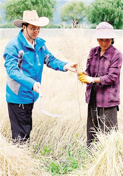 林芝市财政局党组副书记、副局长、福建省援藏干部刘春荣(左一)利用双休日帮助当地群众秋收 八闽牵手高原 援藏助推林芝 —福建省对口援助林芝掠影