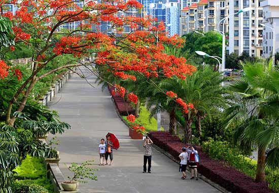 钦州城市园林景观一瞥(摄影:潘向律) 钦州市荣获“国家园林城市”荣誉称号