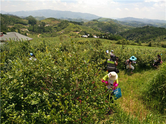 蓝梦谷—乌卡坪蓝莓采摘体验园区 麻江县第一届乡村旅游节暨蓝莓文化节开幕