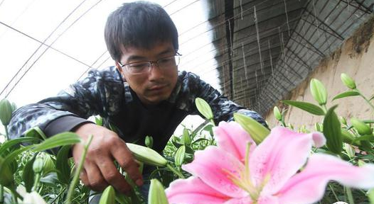 花卉种植户正在大棚内查看花卉长势。 呼和浩特市赛罕区特色种植成功转型
