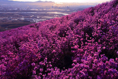 “扎兰杜鹃”一到怒放时节,开满了一山又一山。 周末内蒙古 当爱神降临在呼伦贝尔