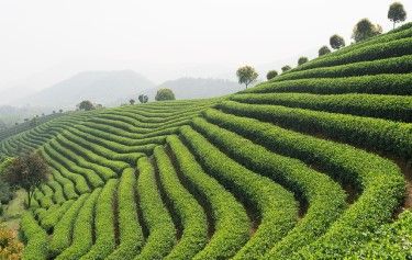 为何选择武夷山茶园为首个共享农场基地? 为何选择武夷山茶园为首个共享农场基地?