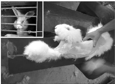 　　兔子被捆在一长凳上，直接进行拔毛(大图)。拔完毛后，兔子被关在笼子里(左上图)。 PETA Asia供图
