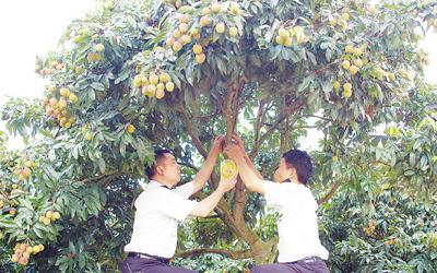 湛江检验检疫局帮扶水果蔬菜企业出口工作纪实