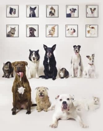 流浪猫狗们上了宠物邮票(图)