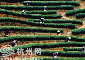 中国(杭州)西湖国际茶文化博览会今年翻新茶文