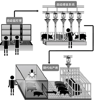 温商打造五星级猪舍 四头生猪一个标间