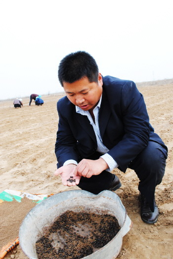 种棉大户搞立体农业:台田种果树 沟渠养鱼蟹_