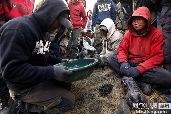 金价高涨蒙古牧民纷纷投身金矿