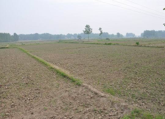 河南信阳今年因干旱20万亩水稻不能栽种_农业