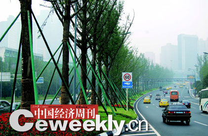 重庆南岸区花上亿元改造树种遭质疑(组图)