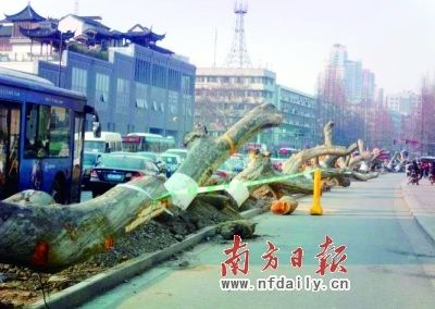 南京市民呼吁留住梧桐树