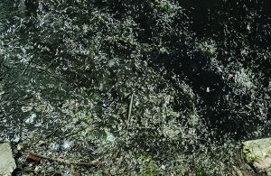 南京秦淮河现万条死鱼 官方称乱排污水所致(图)