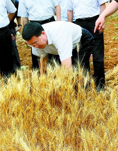 省委常委、洛阳市委书记毛万春:能帮一把是一把。 河南省委书记挥镰割麦称找回做知青感觉(图)