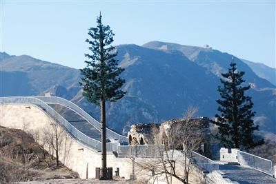 八达岭长城未开放段已种上“仿真树”避雷针。年底前八达岭全线覆盖避雷设施。八达岭特区办供图 八达岭长城种12棵仿真树防雷击 每棵造价20万