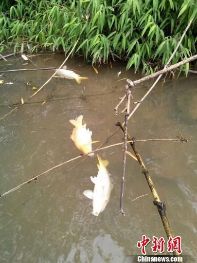 江边飘浮的死鱼。李凌摄 广东丹霞山景区现数千斤死鱼 老鹰食用后丧生(图)