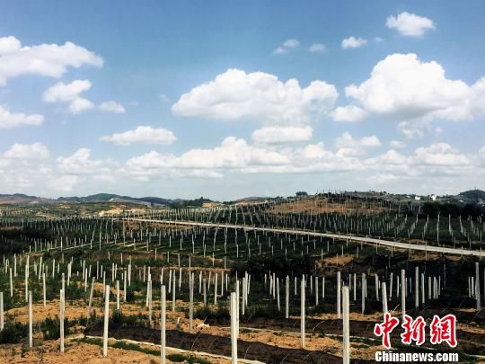 “生态优先”“绿色发展”正成贵州“主旋律”。图为贵州黔西小流域治理后的猕猴桃种植区。 贵州“主旋律”生态优先绿色发展