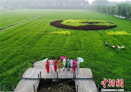 图为旗袍爱好者在多彩稻田走秀。 汤德宏 摄 江苏泰州多彩稻田画迎最佳观赏期