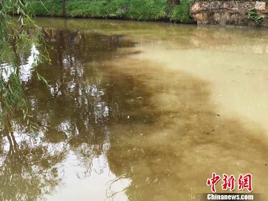 图为丽江黑龙潭异常水域 丽江市委宣传部供图 摄 丽江古城水源变“牛奶池” 官方:多次水色突变