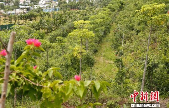 三亚抱坡岭上已花木繁盛,郁郁葱葱。 尹海明 摄 开山容易补山难 三亚治愈“大伤疤”传递“绿色经”