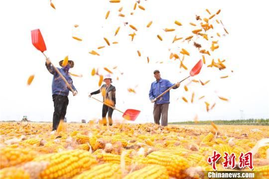 图为9月25日,农民正在晾晒玉米。 王将 摄 甘肃张掖百万亩制种玉米忙收获 满目金黄似画卷