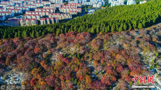 御宁 摄 图片来源:视觉中国 济南现“半山青松半山红”奇景