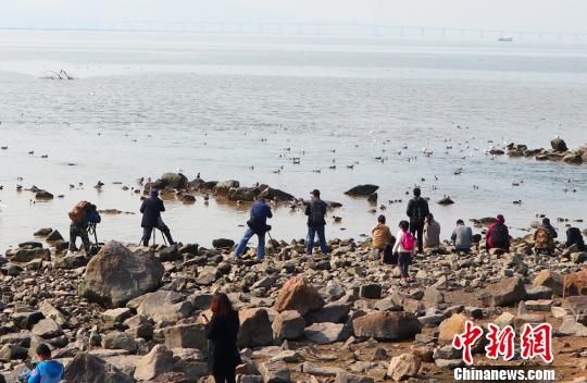 深圳湾公园内的“观鸟”风景线。 徐晓美 摄 打造大湾区生态文明建设样本 深圳展千园之城美画卷