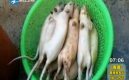 ��Ƶ������һ�Ż��������������ð���������