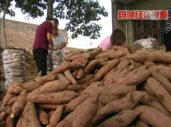 陜西臨潼秦薯走俏市場 