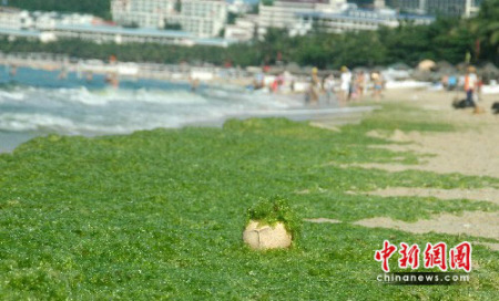 三亚海滩遭绿藻袭击 专家称无负面影响(组图) 三亚海滩遭绿藻袭击 专家称无负面影响(组图)