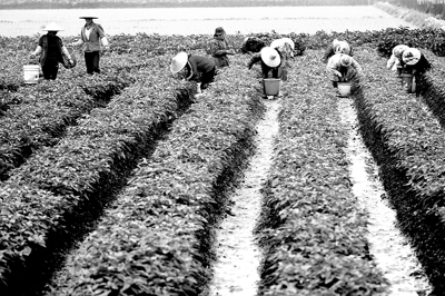 [图文]遭受罕见冰雪灾害 南方瓜菜损失惨重_滚