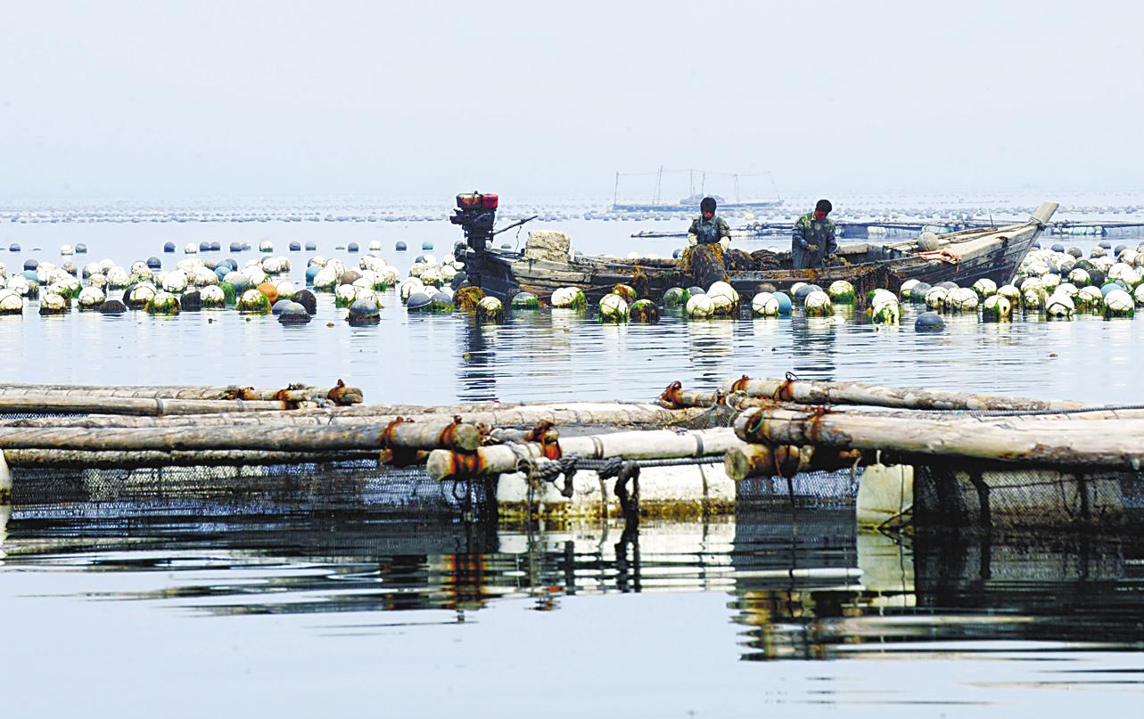 渔民捕千斤大鳇鱼_海上渔民收入(3)