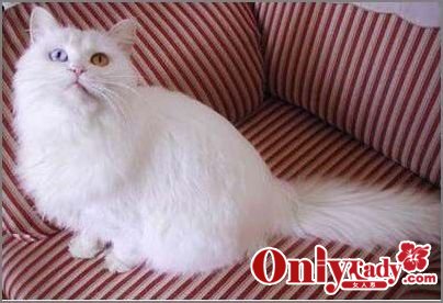 12星座最适合养的宠物猫_滚动新闻