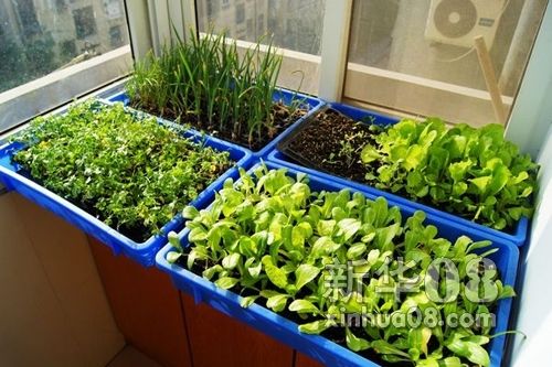 最适合在阳台种植的