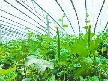 一个丝瓜大棚年收11万