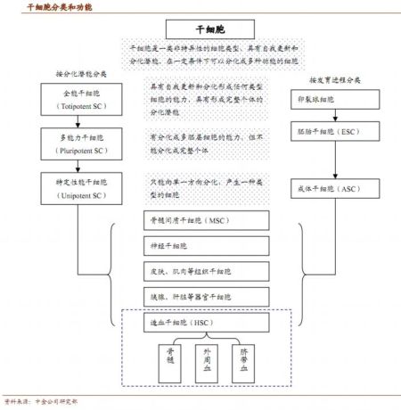 干细胞产业有望成未来经济亮点 掘金受益股_焦