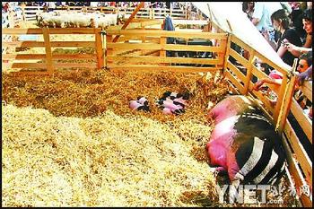 法国香街变绿街 “自然首都”活动人气旺(图)
