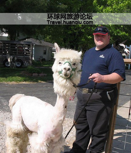 实拍!让人捧腹的羊驼剪毛节(组图)