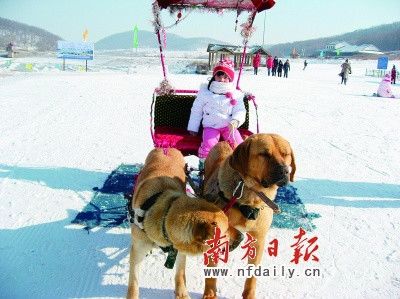 冰城雪域哈尔滨:尽享冬季特色玩乐盛宴(组图)