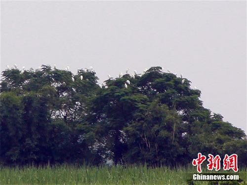 广西柳州拟建2000亩国家级湿地公园(图)
