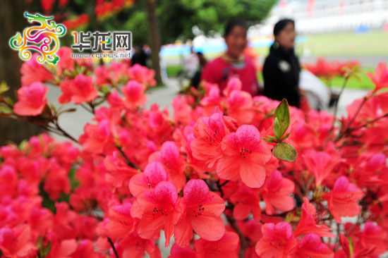 第二届中国井冈山国际杜鹃花节开幕(图)