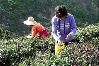 招处女采茶被曝系炒作:为提升新景区知名度(图)