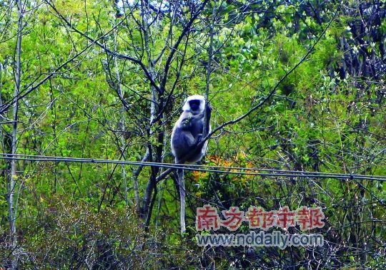喜马拉雅山脉南麓上的美丽邂逅(图)