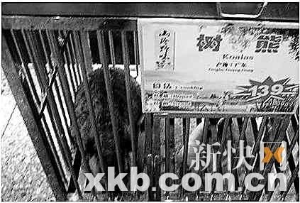 澳洲游客投诉广州餐馆卖考拉 酒家称是饲养芒鼠