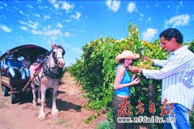 到澳大利亚循香品酒 到澳大利亚循香品酒(图)