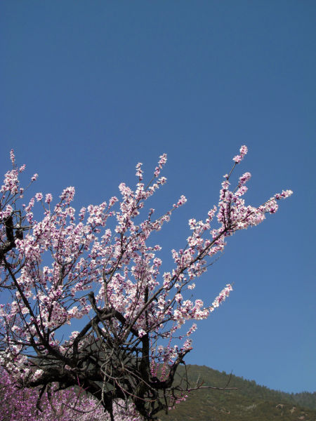 蓝天下,粉的花,映红了谁的脸 林芝第十一届桃花文化旅游节3月23日开幕