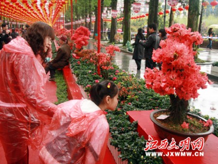 首届井冈山国际杜鹃花节开幕(组图)