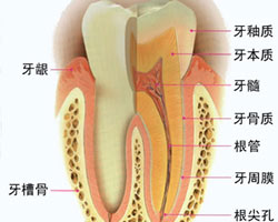 2010年爱牙护齿专题_爱牙护齿_新浪健康频道