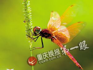 晓褐蜻