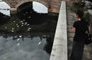 北京什刹海上千斤鱼放生后大量死亡